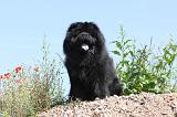 CHOW CHOW 116